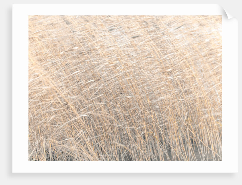 Brown reeds growing in water by Assaf Frank
